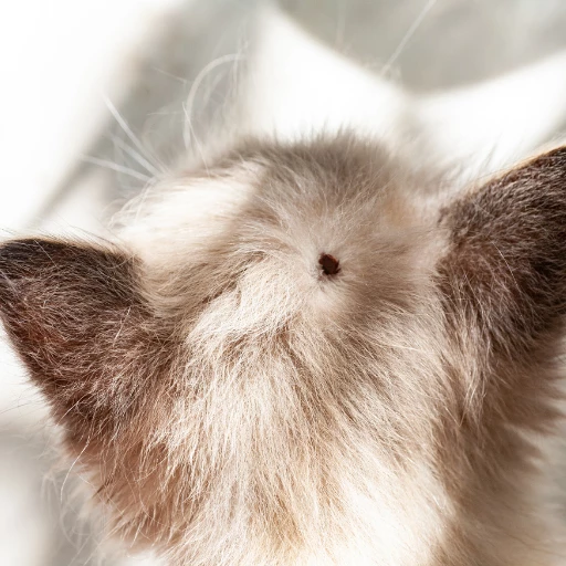kedi kenesi kedinin kafasında kene olduğu görsel