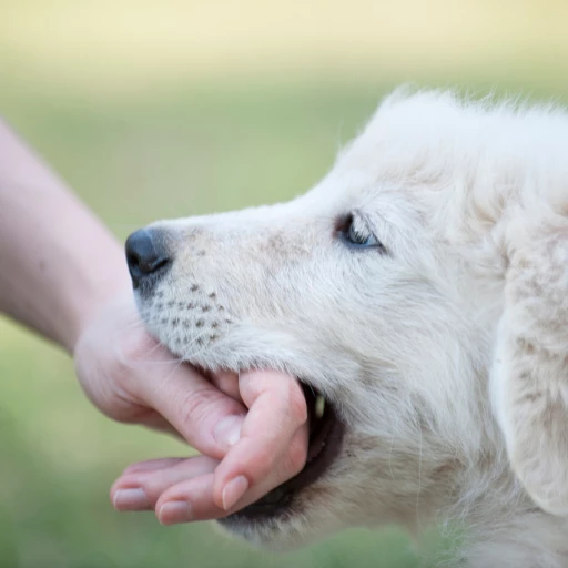 insanın elini ısıran köpek görseli rüyada köpek ısırması