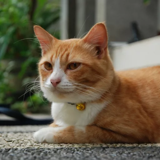sarman kedi turuncu