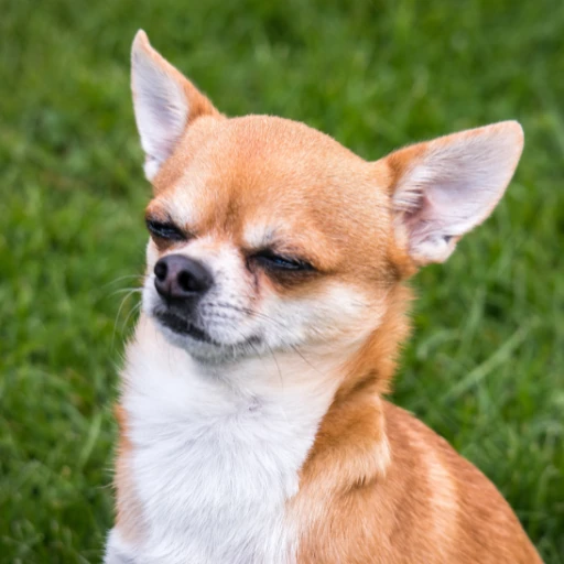 uzun kulaklı bir köpek türü olan şivava görseli