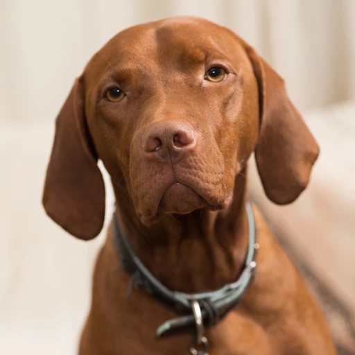 uzun kulaklı bir köpek türü olan viszla görseli