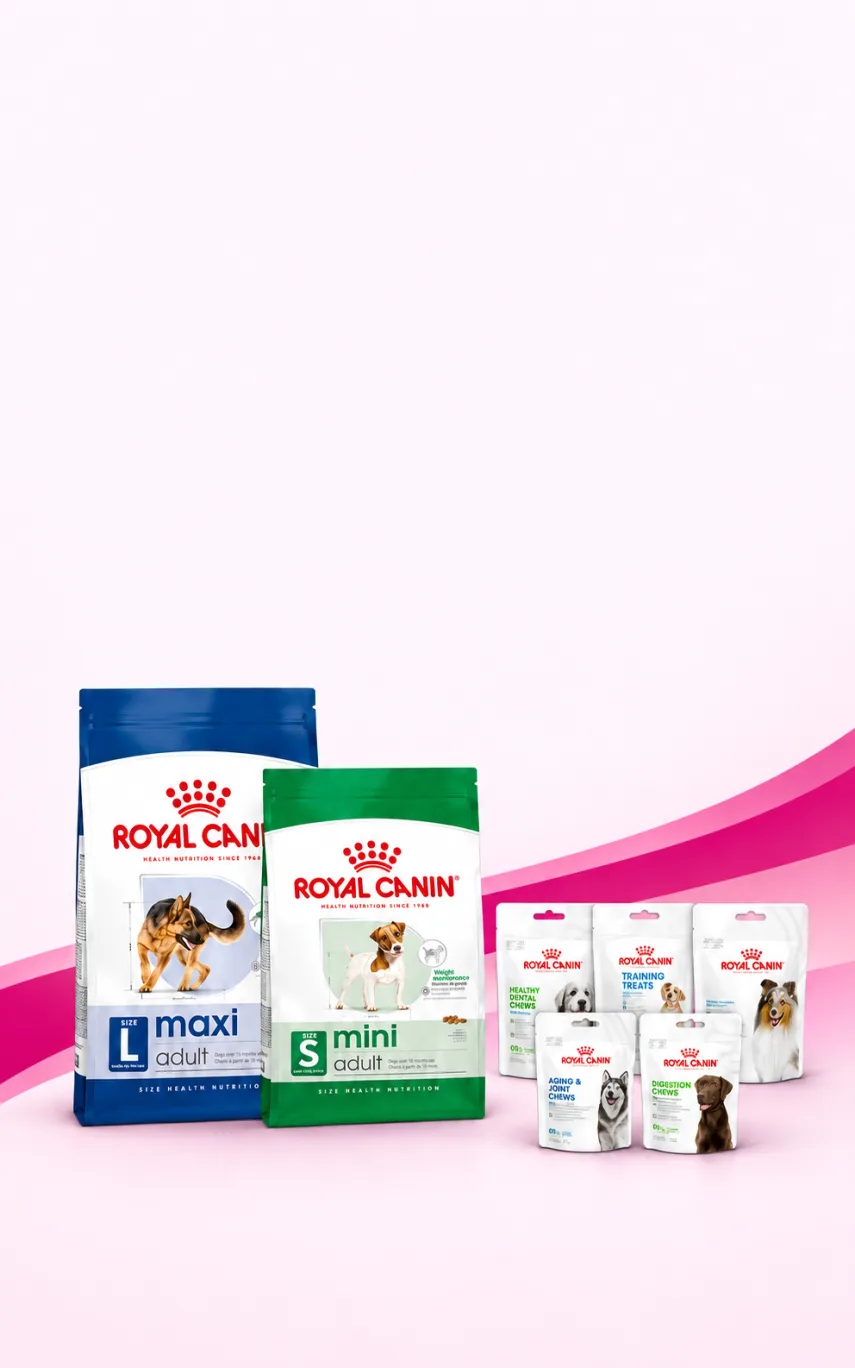 Royal Canin Köpek Mamasıyla Ödüllerde %30 İndirim