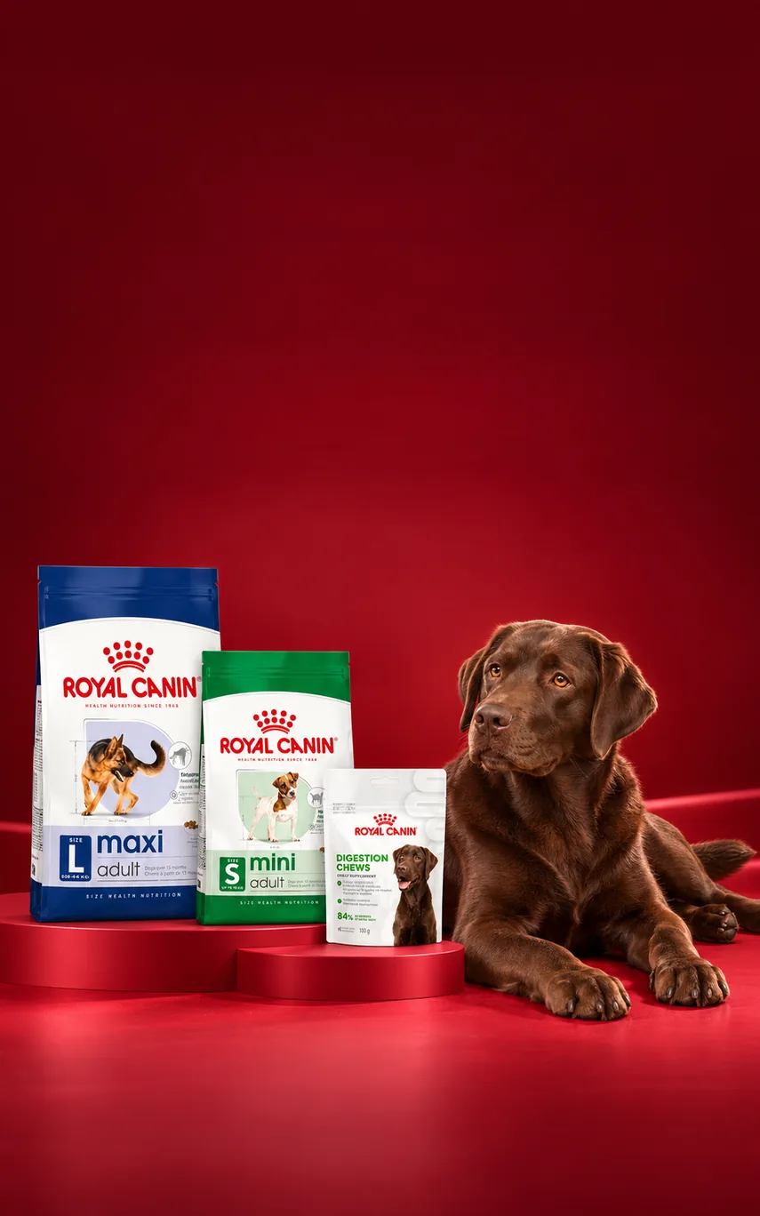 Royal Canin 11 kg ve Üzeri Köpek Mamalarına Ödül Hediye