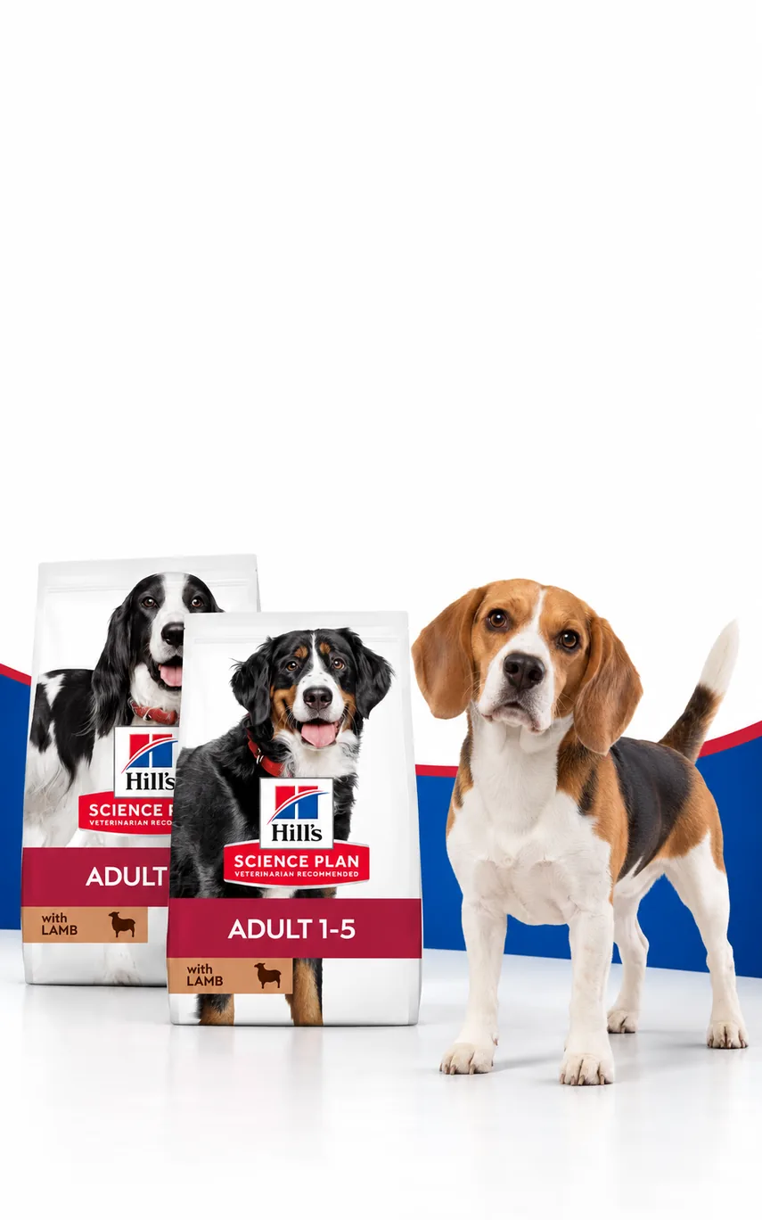 Hill's 10 kg ve Üzeri Köpek Mamalarında 250 TL İndirim