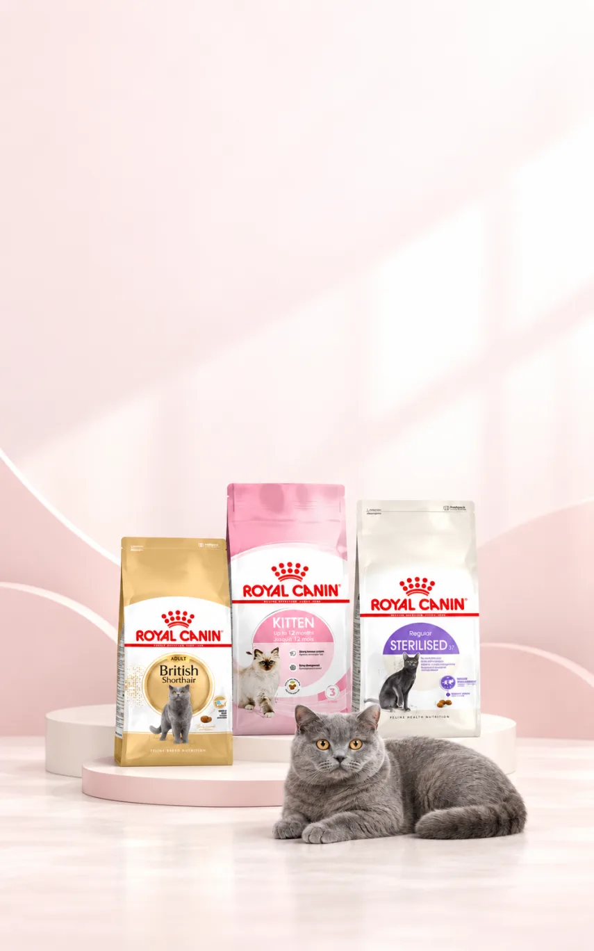 Royal Canin 8 ve 10 kg Kedi Mamalarında 200 TL İndirim