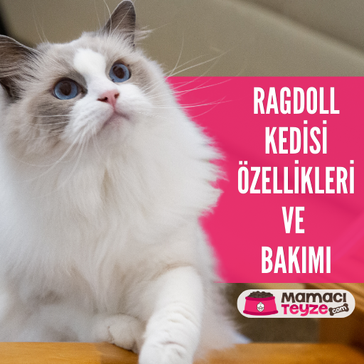 Ragdoll Kedisi Özellikleri ve Bakımı Hakkında Her Şey
