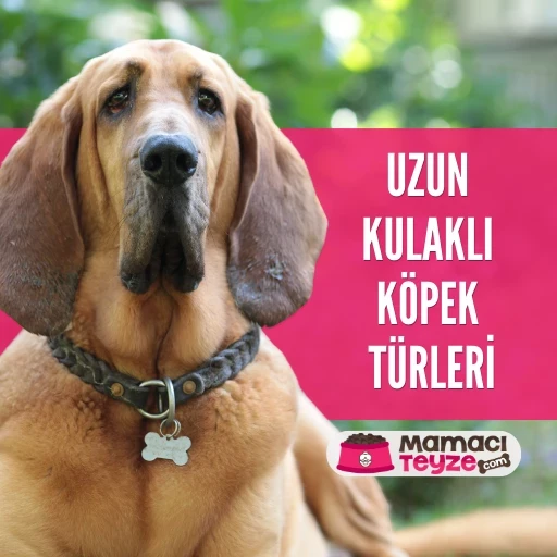 Uzun Kulaklı Köpek Türleri Nelerdir?