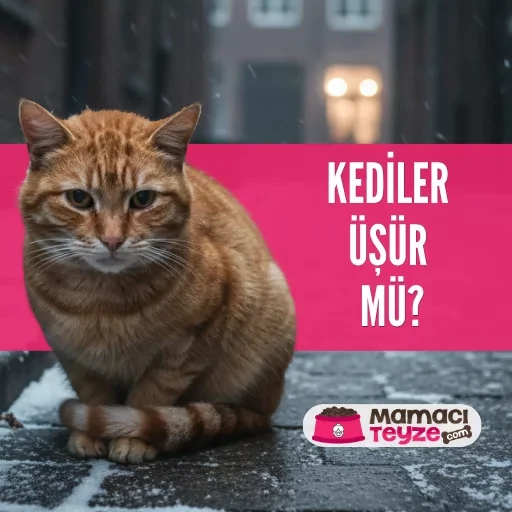 Kediler Üşür mü? Kış Aylarında Ev ve Sokak Kedilerini Korumak