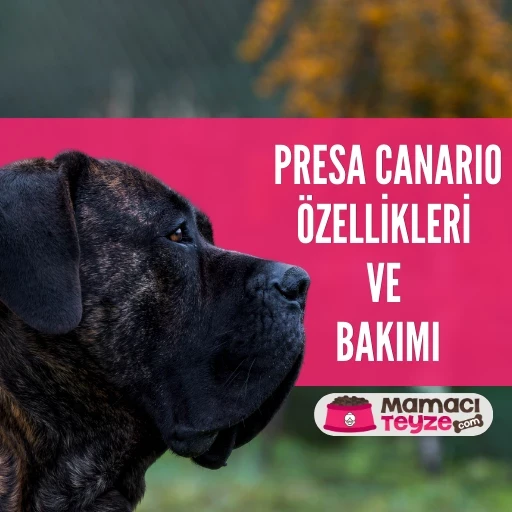 Presa Canario (Kanarya Mastiff) Köpek Irkı Özellikleri ve Bakımı