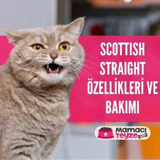 Scottish Straight Özellikleri ve Bakımı