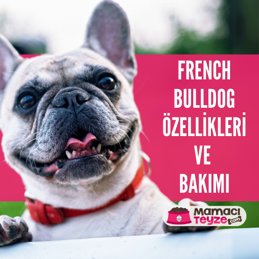 French (Fransız) Bulldog Özellikleri ve Bakımı