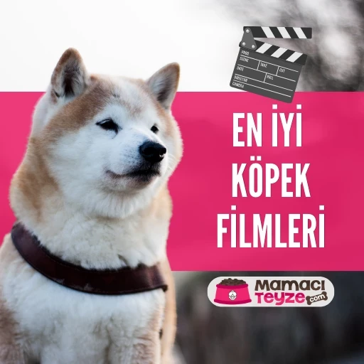 En İyi Köpek Filmleri - 10 İçinizi Isıtacak Film