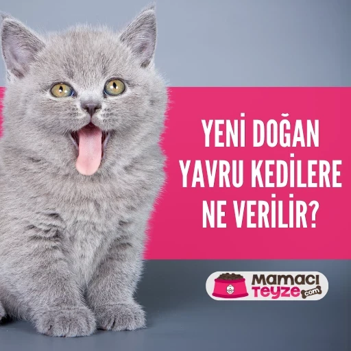 Yeni Doğan Yavru Kedilere Ne Verilir?