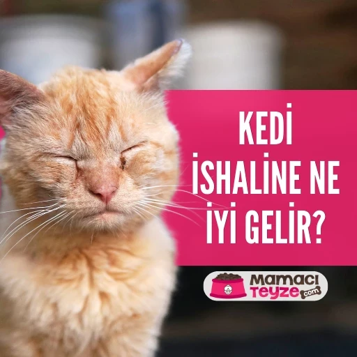 Kedi İshaline Ne İyi Gelir? Evde Tedavi Yöntemleri