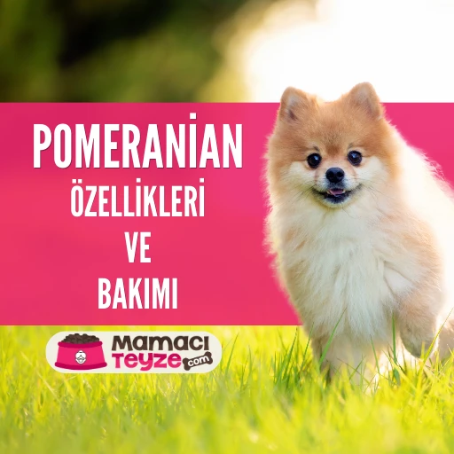 Pomeranian Boo Özellikleri ve Bakımı