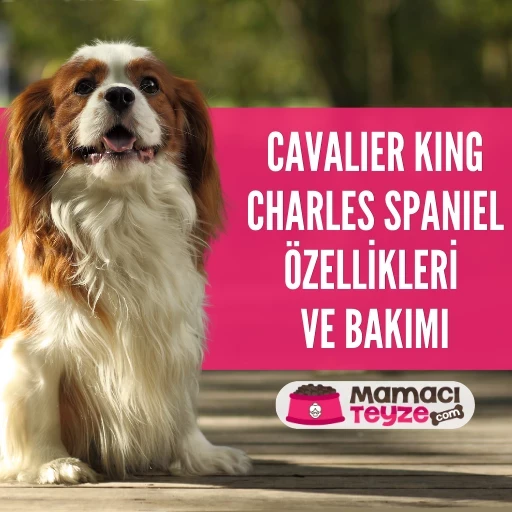 Cavalier King Charles Spaniel Özellikleri ve Bakımı