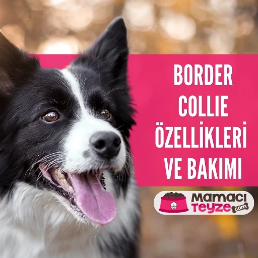 Border Collie Özellikleri ve Bakımı