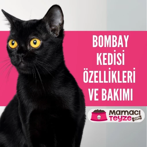 Bombay Kedisi Özellikleri ve Bakımı
