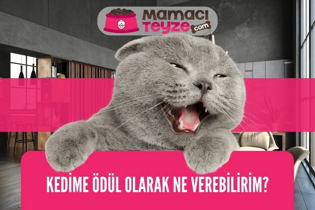 Kedime Ödül Olarak Ne Verebilirim?