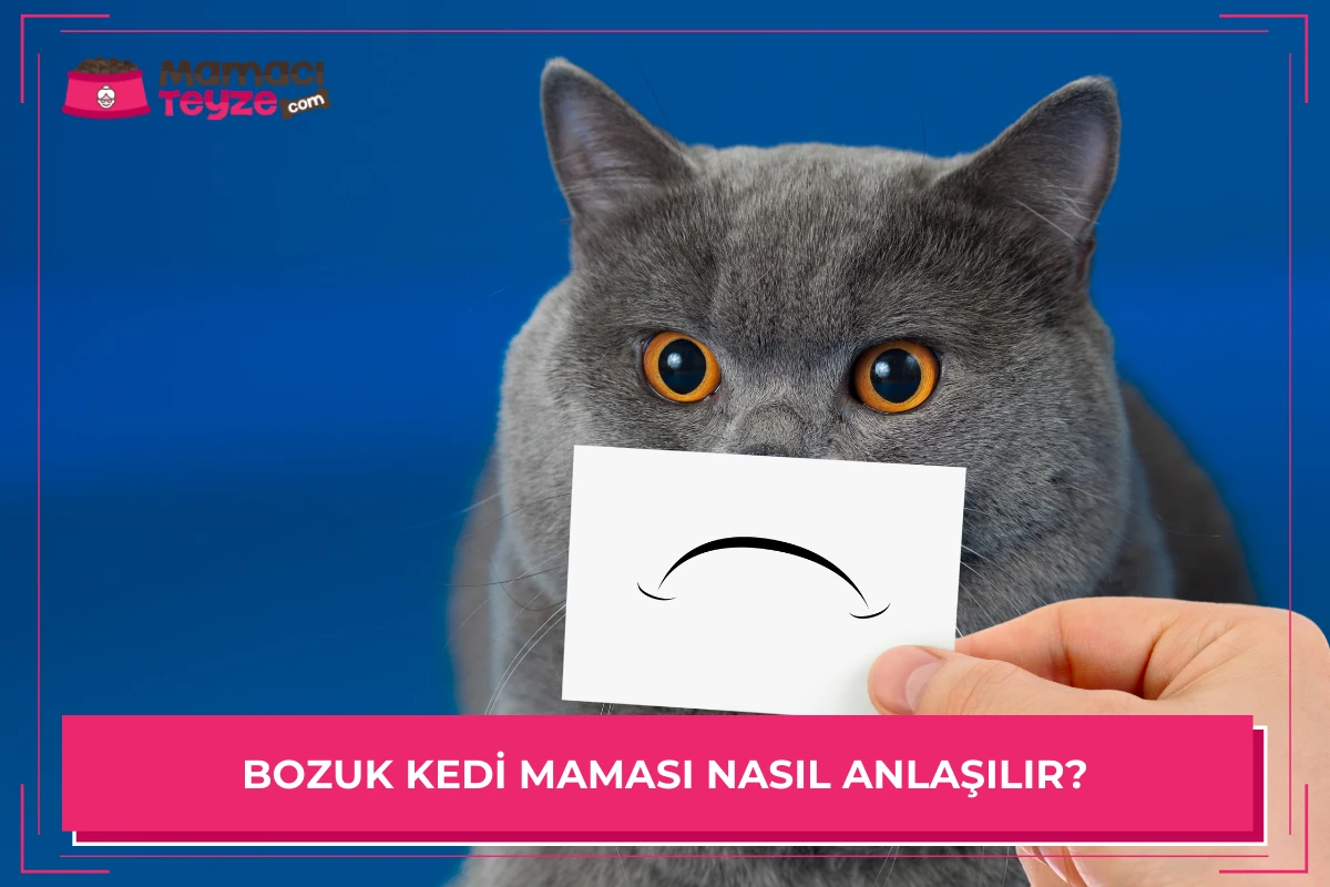 Bozuk Kedi Maması Nasıl Anlaşılır?