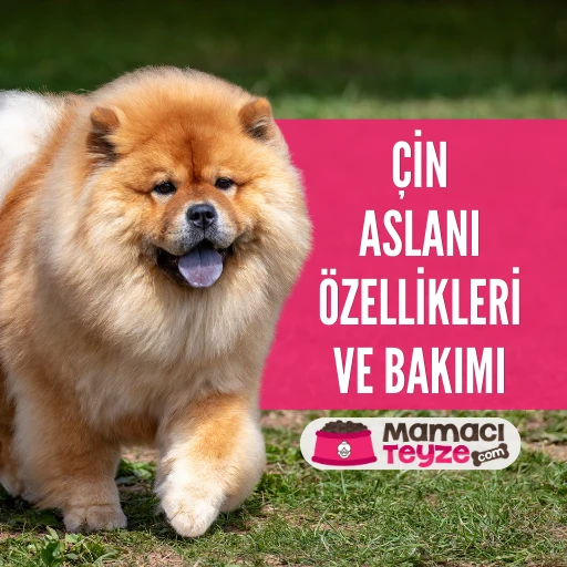 Çin Aslanı (Chow Chow) Özellikleri ve Bakımı
