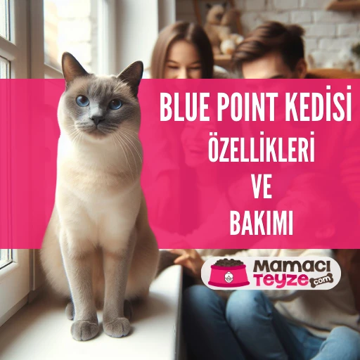 Blue Point Kedisi Özellikleri ve Bakımı