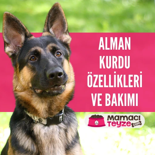 Alman Kurdu (German Shepherd) Özellikleri ve Bakımı
