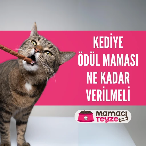 Kedilere Ödül Maması Ne Kadar Verilmeli?