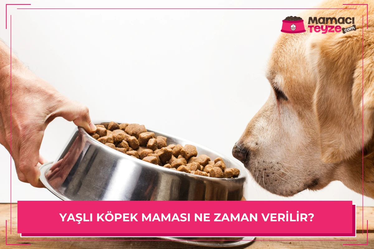 Yaşlı Köpek Maması Ne Zaman Verilir?