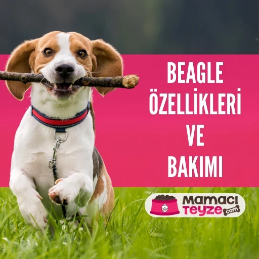 Beagle Köpek Özellikleri ve Bakımı