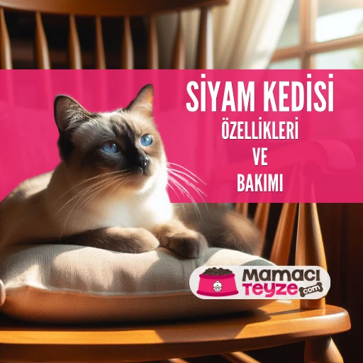 Siyam Kedilerinin Özellikleri ve Bakımı