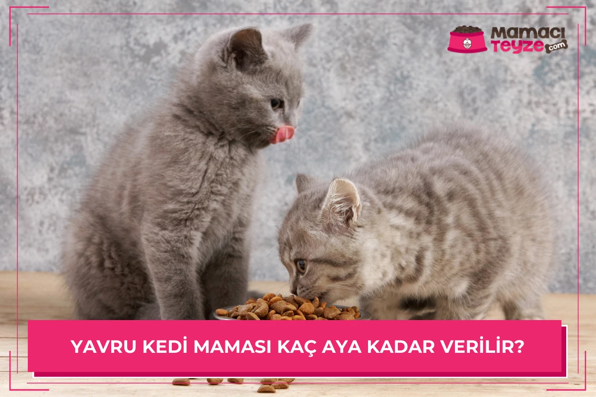 Yavru Kedi Maması Kaç Aya Kadar Verilir?