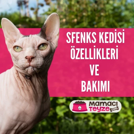 Tüysüz Kedi Sfenks Kedisi Özellikleri ve Bakımı