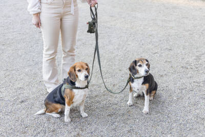 Beeztees DBL Köpek Gezdirme Kayışı, Velura, Yeşil, 120cm, 20mm - 3