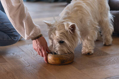 Beeztees DBL Köpek Mama Su Kabı, Dışı Masif Ahşap, Paslanmaz Çelik, 16,5cm, 650ml - 2