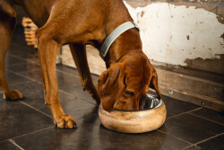 Beeztees DBL Köpek Mama Su Kabı, Dışı Masif Ahşap, Paslanmaz Çelik, 16,5cm, 650ml - 4