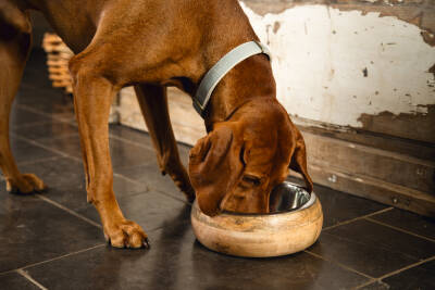 Beeztees DBL Köpek Mama Su Kabı, Dışı Masif Ahşap, Paslanmaz Çelik, 16,5cm, 650ml - 4