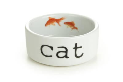 Beeztees Kedi Mama Su Kabı, Seramik, Beyaz, 11,5cm, 300ml - 1