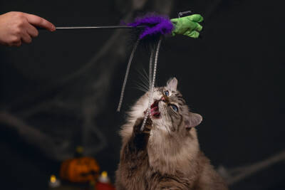Beeztees Kedi Oltası, Peluş Oyuncaklı, Çeşitli Renklerde, 40cm - 3