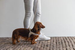 Beeztees Köpek Göğüs Tasması, Neopren, Mavi, S, 38-44cm - 5