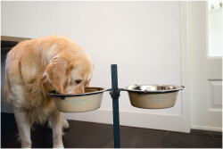 Beeztees Köpek İkili Mama Su Kabı, Ayaklı, Yeşil Krem Paslamaz Çelik, 25cm, 2x2,5L - 2