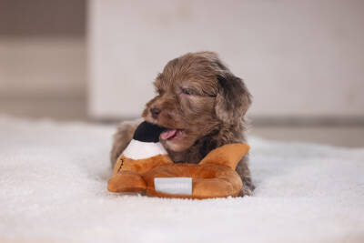 Beeztees Köpek Oyuncağı, Peluş, Kahverengi, 16x18x8,5cm - 5