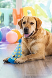 Beeztees Köpek Oyuncağı, Şapka, Peluş, Mavi, 22x14x14cm - 5