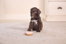Beeztees Köpek Oyuncağı, Sesli, Donut, Lateks, Çeşitli Renklerde, 7x7x3cm - 5