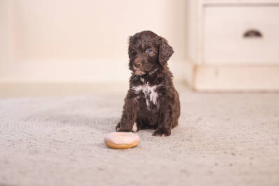 Beeztees Köpek Oyuncağı, Sesli, Donut, Lateks, Çeşitli Renklerde, 7x7x3cm - 5