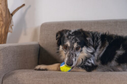 Beeztees Köpek Oyuncağı, Tenis Topu, Mavi/Sarı, 3 Adet, 6,3cm - 2