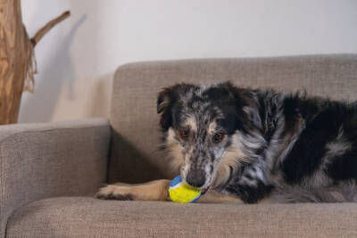 Beeztees Köpek Oyuncağı, Tenis Topu, Mavi/Sarı, 3 Adet, 6,3cm - 2