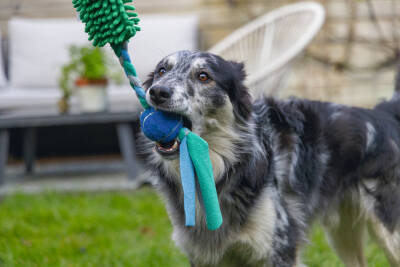 Beeztees Köpek Oyuncağı, Tut Getir Tenis Toplu, Peluş, Mavi-Yeşil, 90x10x6cm - 3