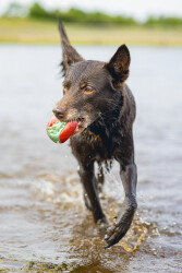 Beeztees Köpek Oyuncağı, Yüzen, İçi Su Dolabilen Toplar, Mavi/Kırmızı, 3 Adet, 6,2cm - 5