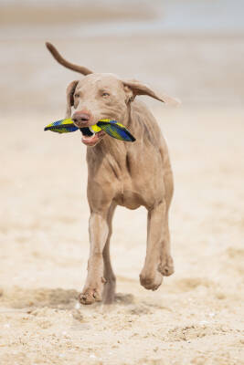 Beeztees Köpek Oyuncağı, Yüzen, Tenis Topu, Mavi/Sarı, 30x9,5x6,3cm - 2